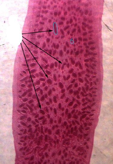 <p>what specie, part</p>