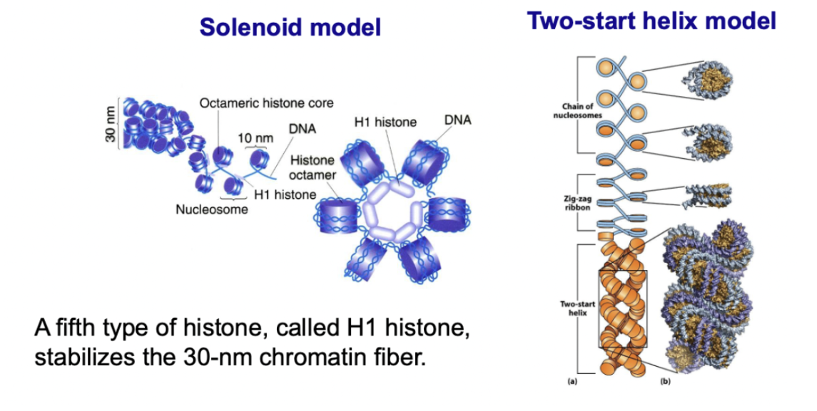 <ul><li><p>fibre-like form of DNA</p></li><li><p>30nm in diameter</p></li><li><p>Multiple nucleosomes condense to form a fiber</p></li><li><p>2 models</p></li></ul><ol><li><p>Solenoid model</p></li><li><p>Two-start helix model</p></li></ol><ul><li><p>H1 histone stabilizes 30nm chromatin fibers by organizing them into particular structures</p></li></ul><p></p>
