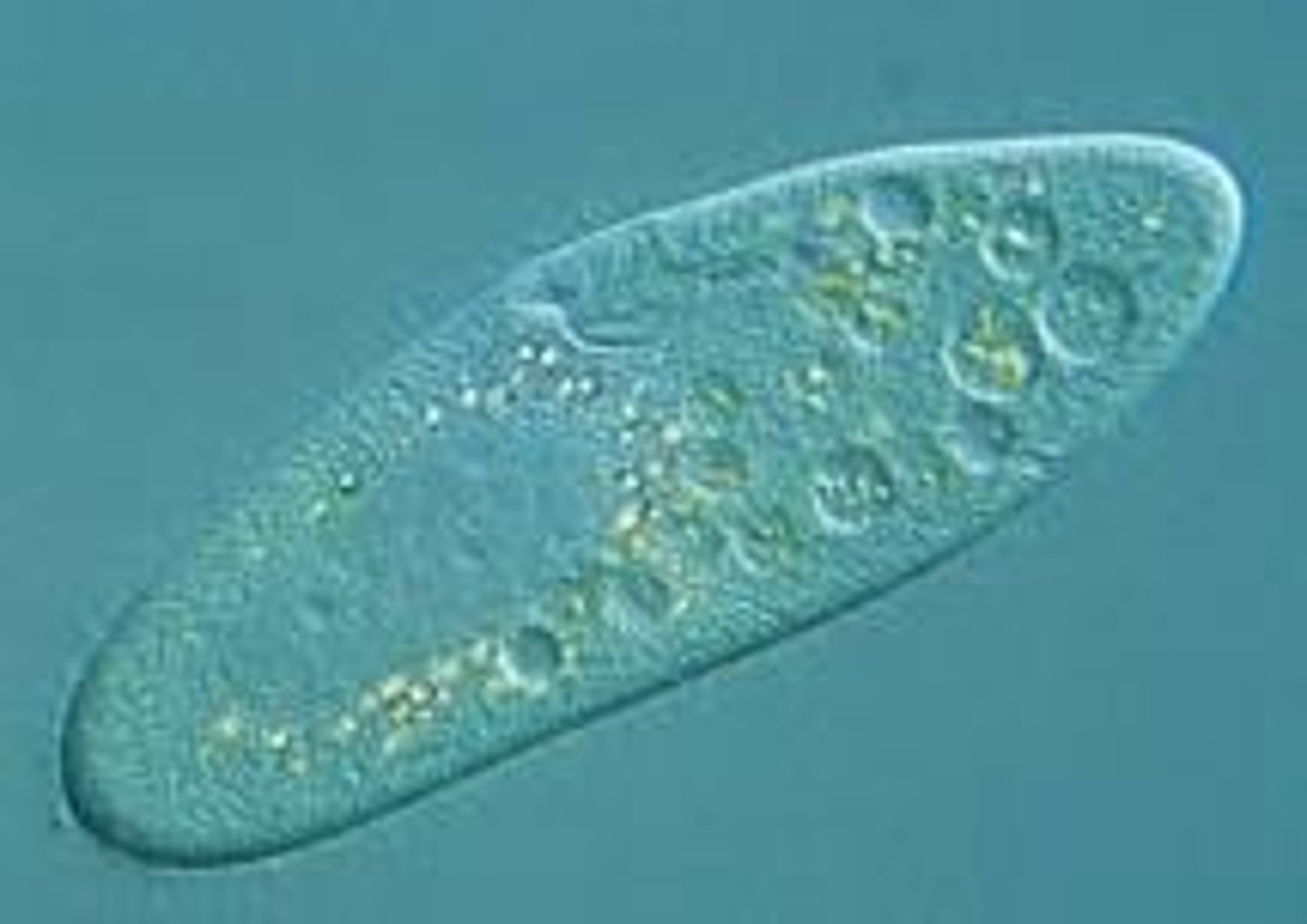<p>Made of one cell.</p>