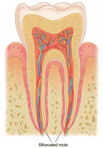 <p>2 roots on one tooth</p>