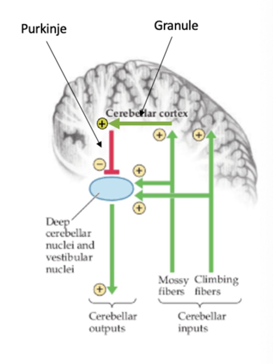 <p>it is the only output cell from the cerebellar cortex and they inhibit the deep cerebellar/vestibular nuclei</p>