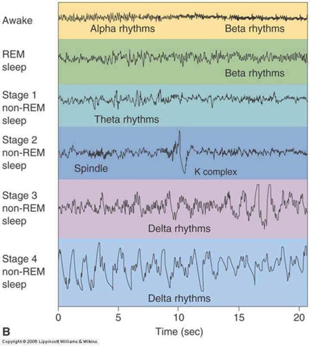 <p>the beta waves of an alert, waking state and the regular alpha waves of an awake, relaxed state differ from the slower, larger delta waves of deep NREM-3 sleep. Although the rapid REM sleep waves resemble the near-waking NREM-1 sleep waves, the body is more aroused during REM sleep than during NREM sleep</p>