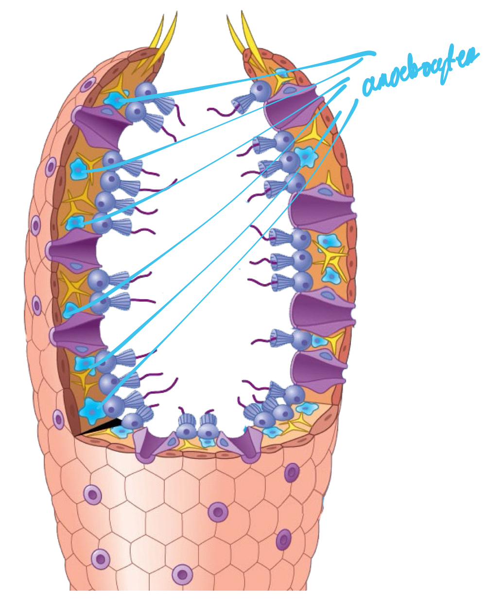<p>Cells taking nutrients from food vacuoles of choanocytes, taking nutrients to other cells within sponge.</p>