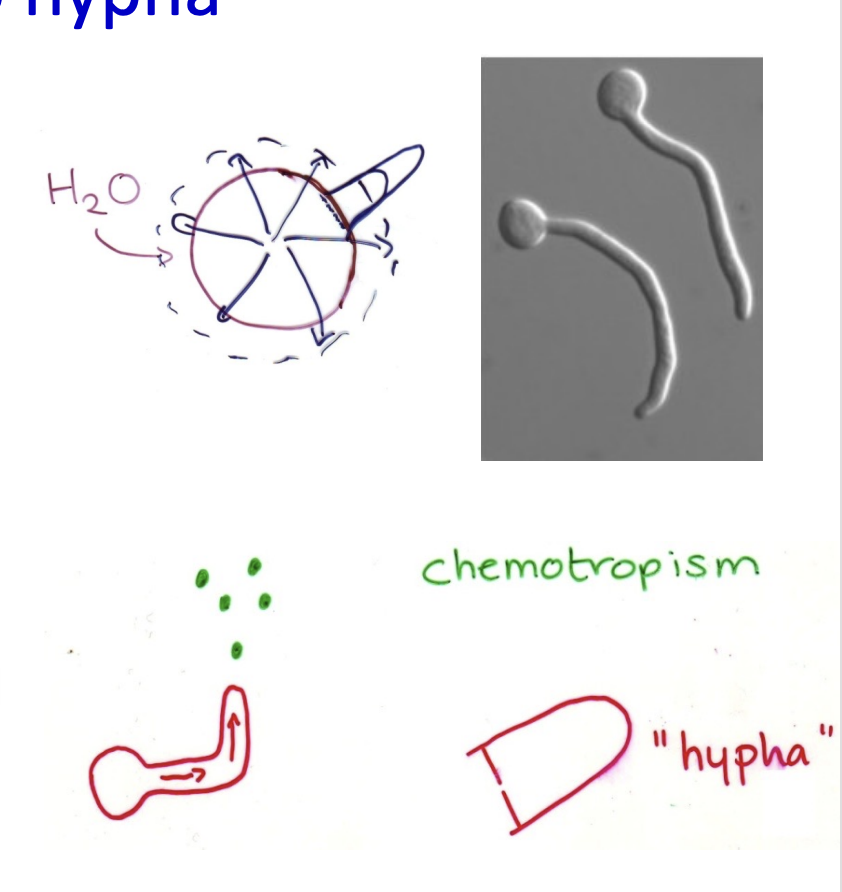 <p>Sphere→ Hypha </p><ul><li><p>to anisotropic (polar) growth</p></li><li><p>why?</p><ul><li><p>germ tube can locate nutrients</p></li><li><p>then first cross wall formed</p></li><li><p><strong>race against time</strong></p></li><li><p>must locate new food supply </p><ul><li><p>before endogenous reserve are exhausted</p></li></ul></li></ul></li></ul><p></p>