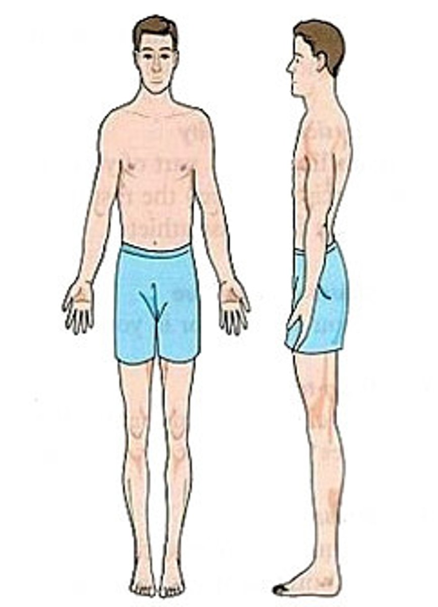 <p>Narrow shoulders and hips</p><p>not much muscle or fat</p><p>long, thin limbs</p><p>Good at high jump and marathon running</p>