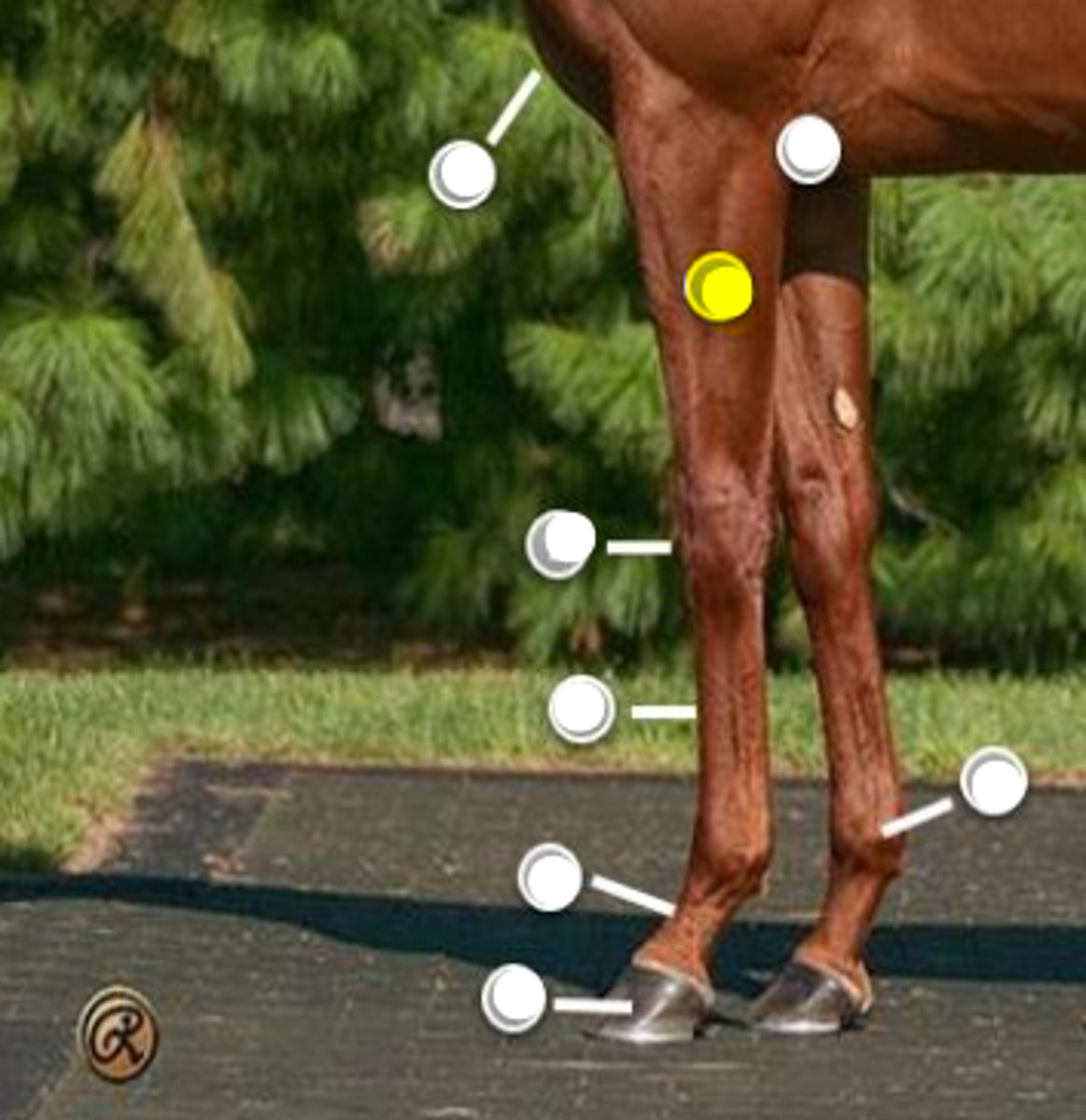 <p>What is body part is indicated on the image</p>