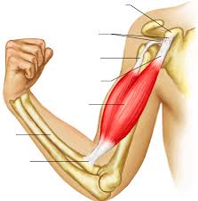 <p>Anterior Upper Arm </p>