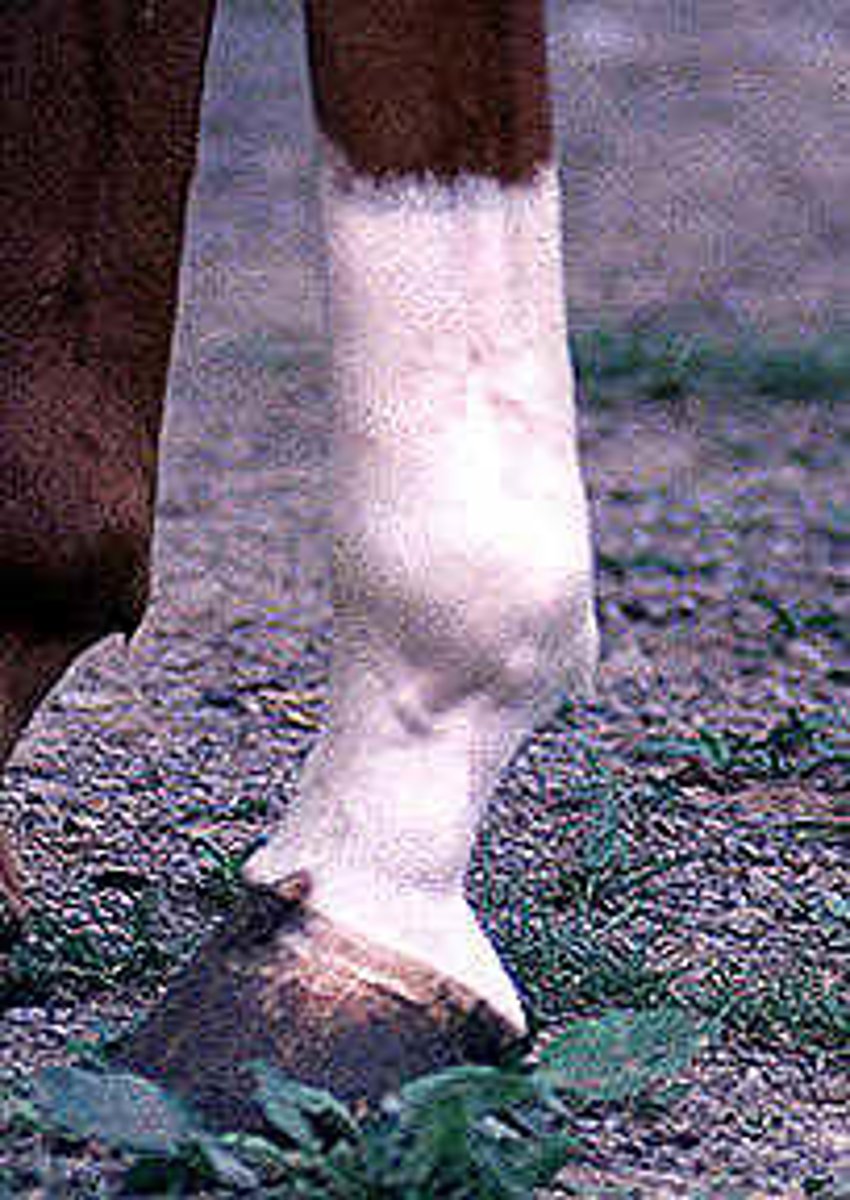 <p>foot pattern white extends from the coronet to the middle of the cannon</p>