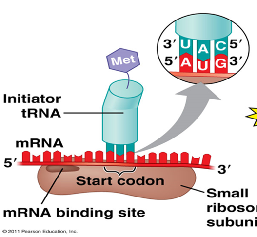 <ol><li><p>mRNA</p></li><li><p>Small ribosomal subunit</p></li><li><p>Initiator tRNA (met)</p></li></ol><p></p>