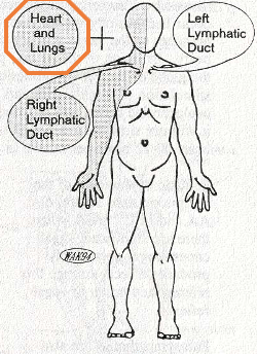 <p>pleural sac and lung tissue lymphatics drain into</p>