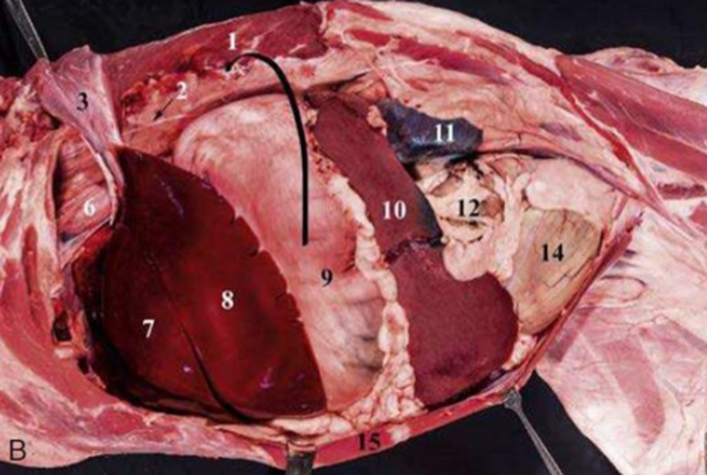 <p>Left abdominal cavity:</p><p>7 and 8</p>