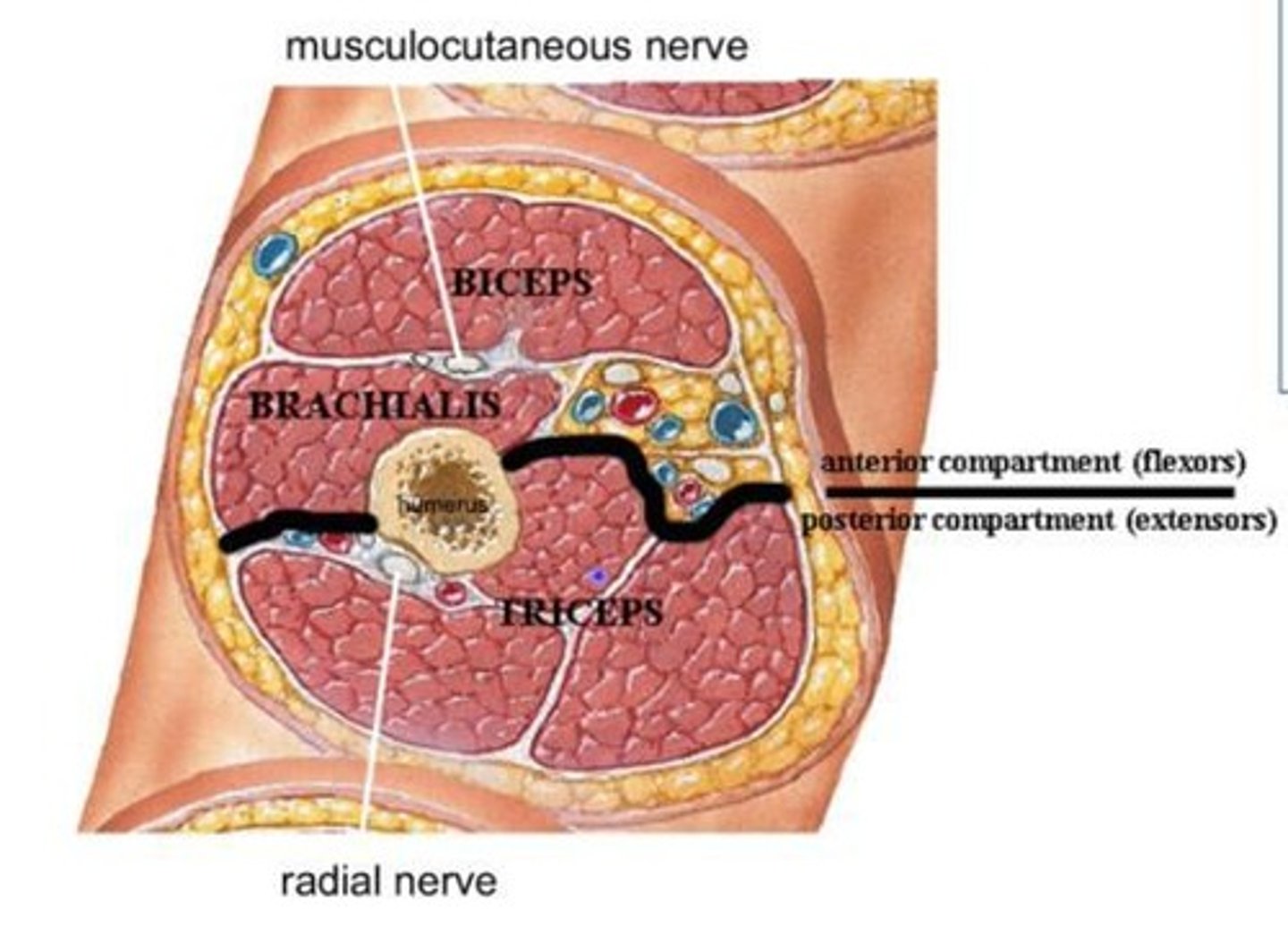 <p>Contains biceps and brachialis muscles.</p>