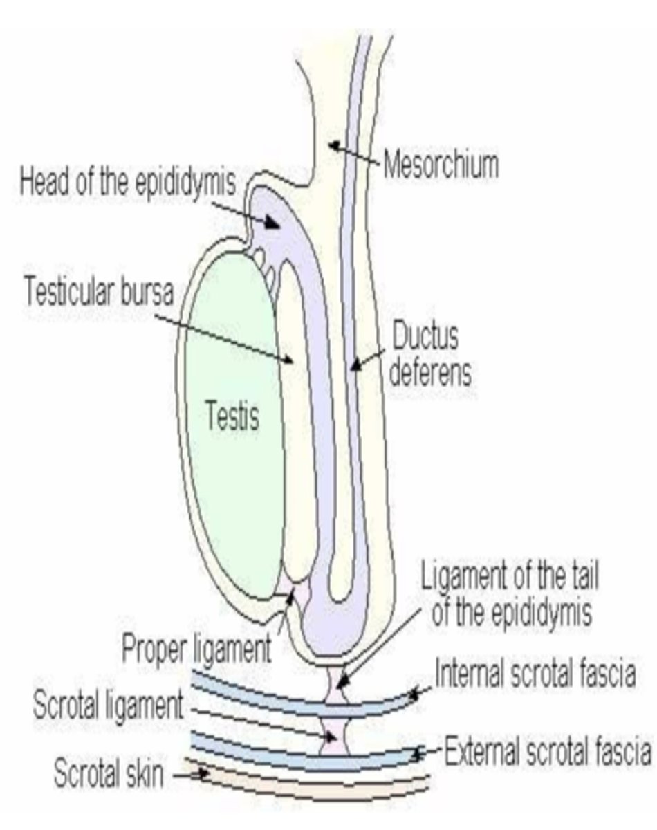 <p>connects the tail of the epididymis to the testicle</p>