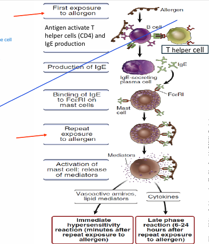 <p>Type 1 hypersenstivity = allergies/anaphylactic </p><p></p>