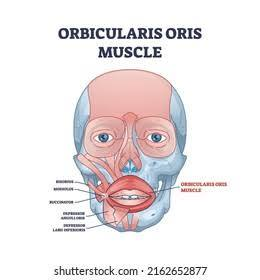 <p>muscle encircling the mouth; responsible for allowing lips to pucker (ex. whistling, kissing)</p>