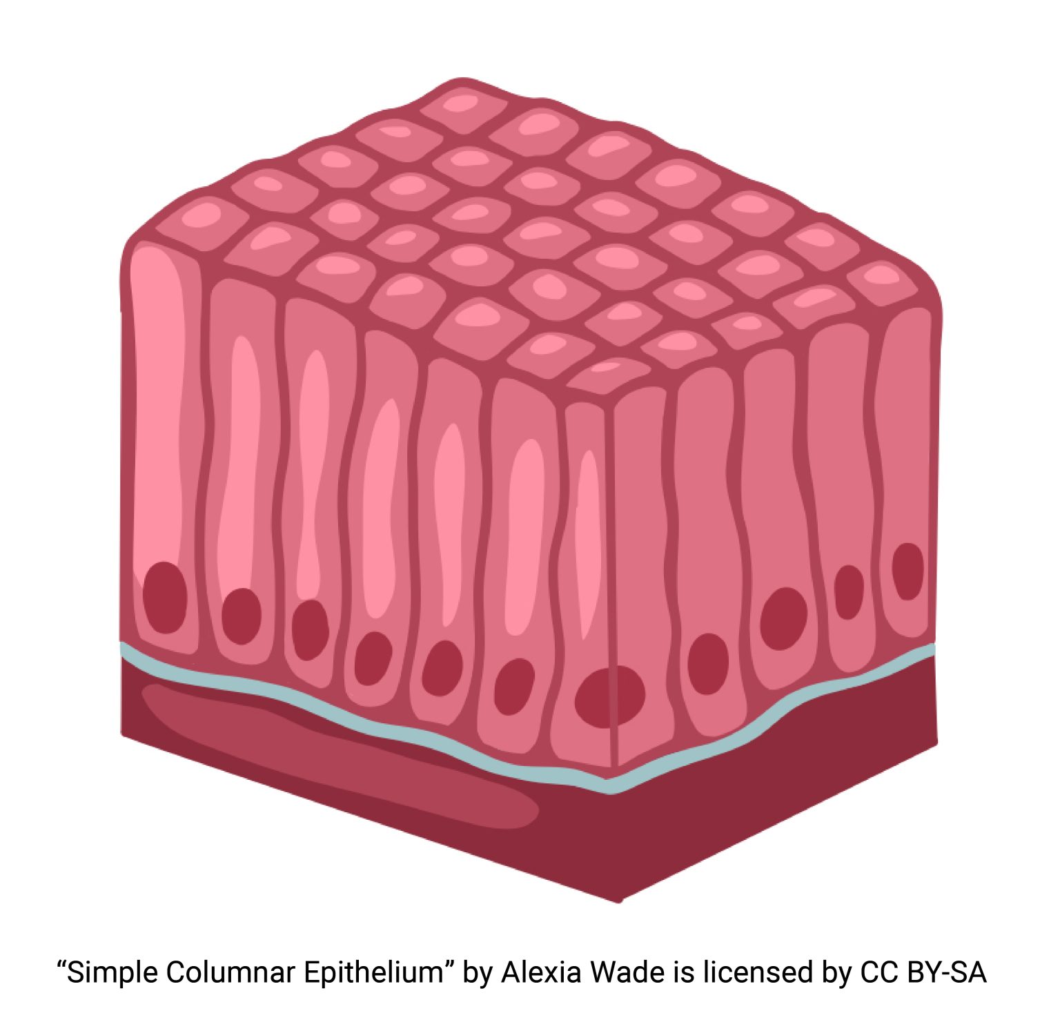 <ul><li><p>trachea: cilia moved mucus which prevents <strong>infections</strong></p></li><li><p>oviducts: cilia moves eggs towards uterus</p></li></ul><p>cells (combined), nucleus, cilium, basement membrane</p>