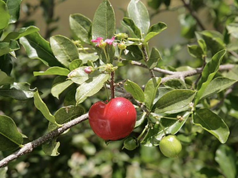 Barbados Cherry
