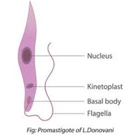 <p>What type of flagellate is this?</p>