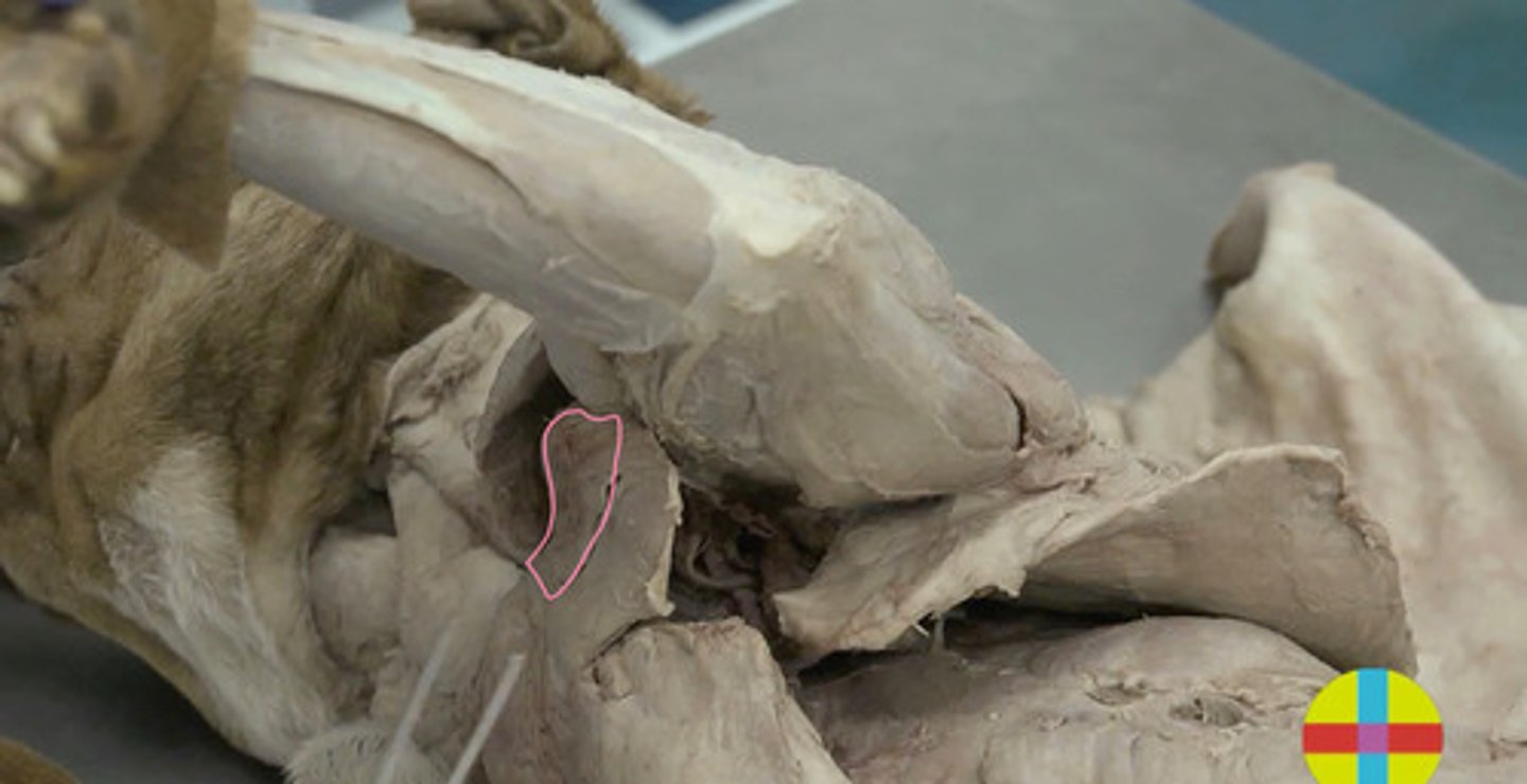 <p>es el más craneal de los m. pectorales.</p><p>Origen: Manubrio esternón </p><p>Inserción: extremo proximal del húmero (tuberosidad deltoidea) </p><p>Función: aproximador y anteversor húmero. Fija miembro torácico al tronco</p><p>Inervación: n. pectorales craneales</p>