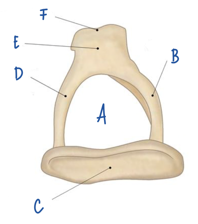 <p>What part of the stapes is labeled D?</p>