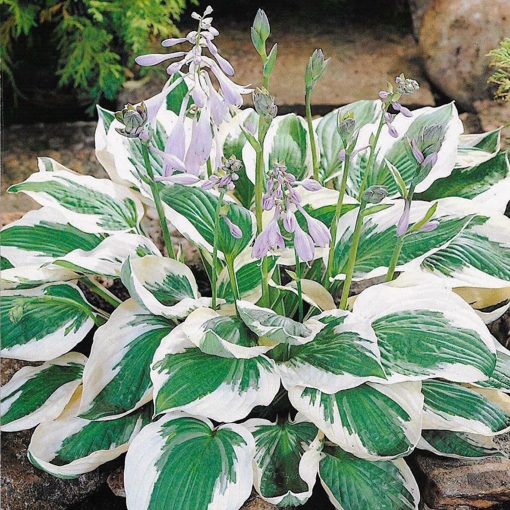 <p>What plant is this?</p>