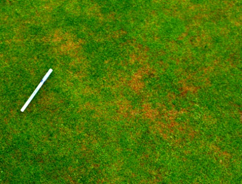 <p>Crown Rot Anthracnose</p>