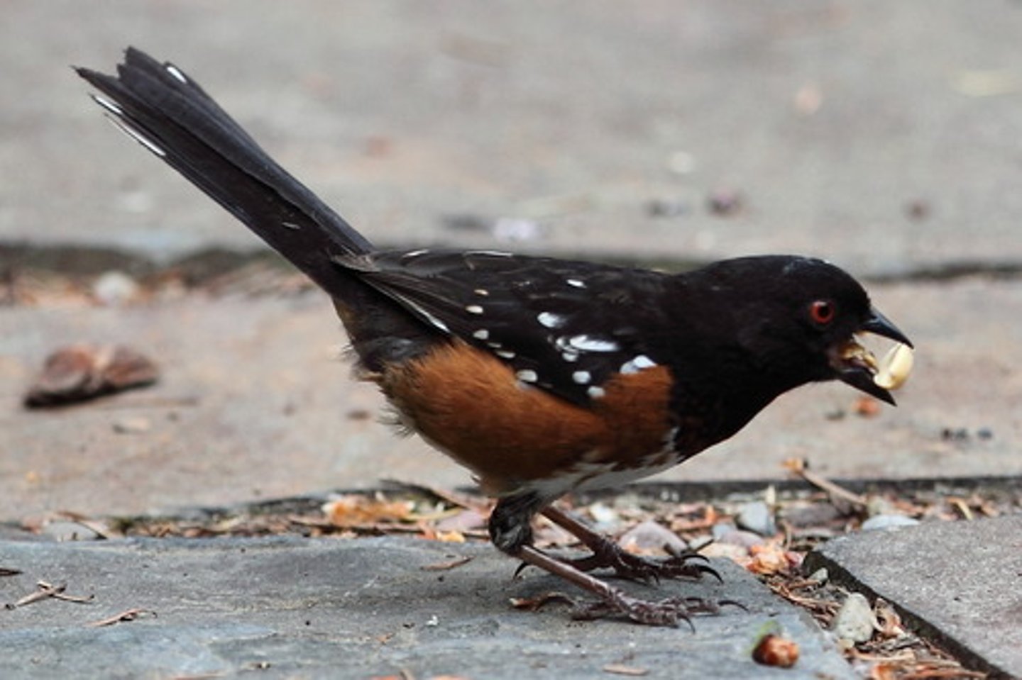<p>granivores</p>