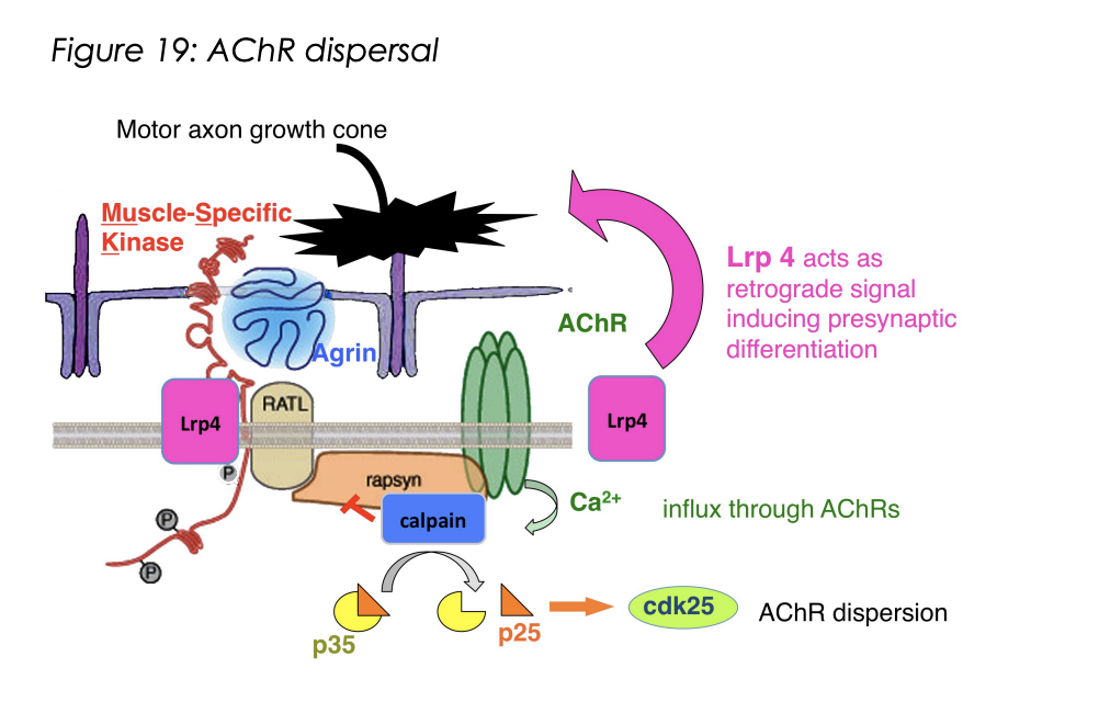 <p><strong>Dispersal and removal of AChRs from extra-synaptic regions</strong></p><ol><li><p>ACh released by motor terminals</p></li><li><p>diffuses beyong regions of synaptically laid down Agrin</p></li><li><p>As no argin→ AChR is exposed to ACh</p></li><li><p>mediate calcium influx</p></li><li><p>activates protease calpain</p></li><li><p>Activates cdk25</p></li></ol><p></p>
