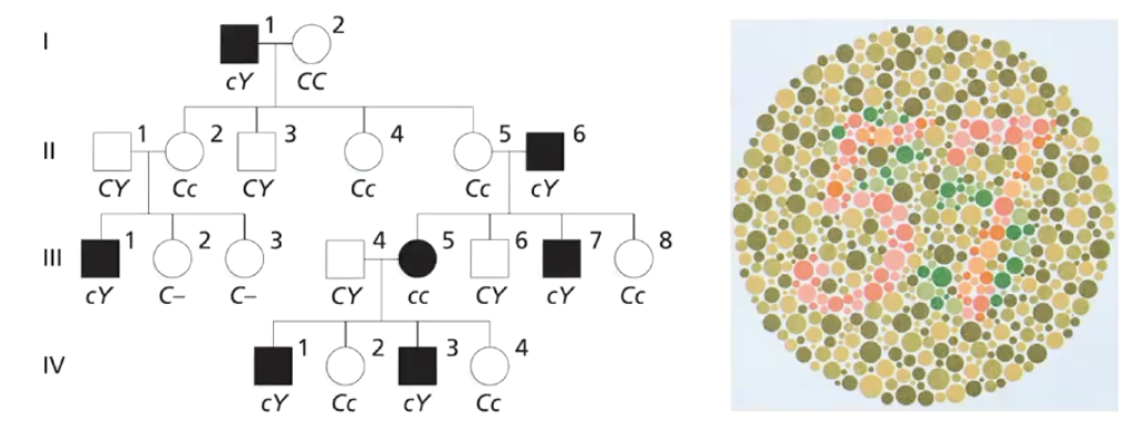 <ul><li><p class="">Pedigree analysis helps identify <strong>patterns of inheritance</strong> within families.</p></li><li><p class="">Genetic counsellors use pedigrees to assess <strong>risk of inherited diseases</strong>.</p></li><li><p class="">It is often used w hen <strong>physicians suspect a genetic condition</strong> and refer patients for genetic counselling.</p></li><li><p class="">Especially useful for couples considering <strong>starting a family</strong>.</p></li></ul><p></p>