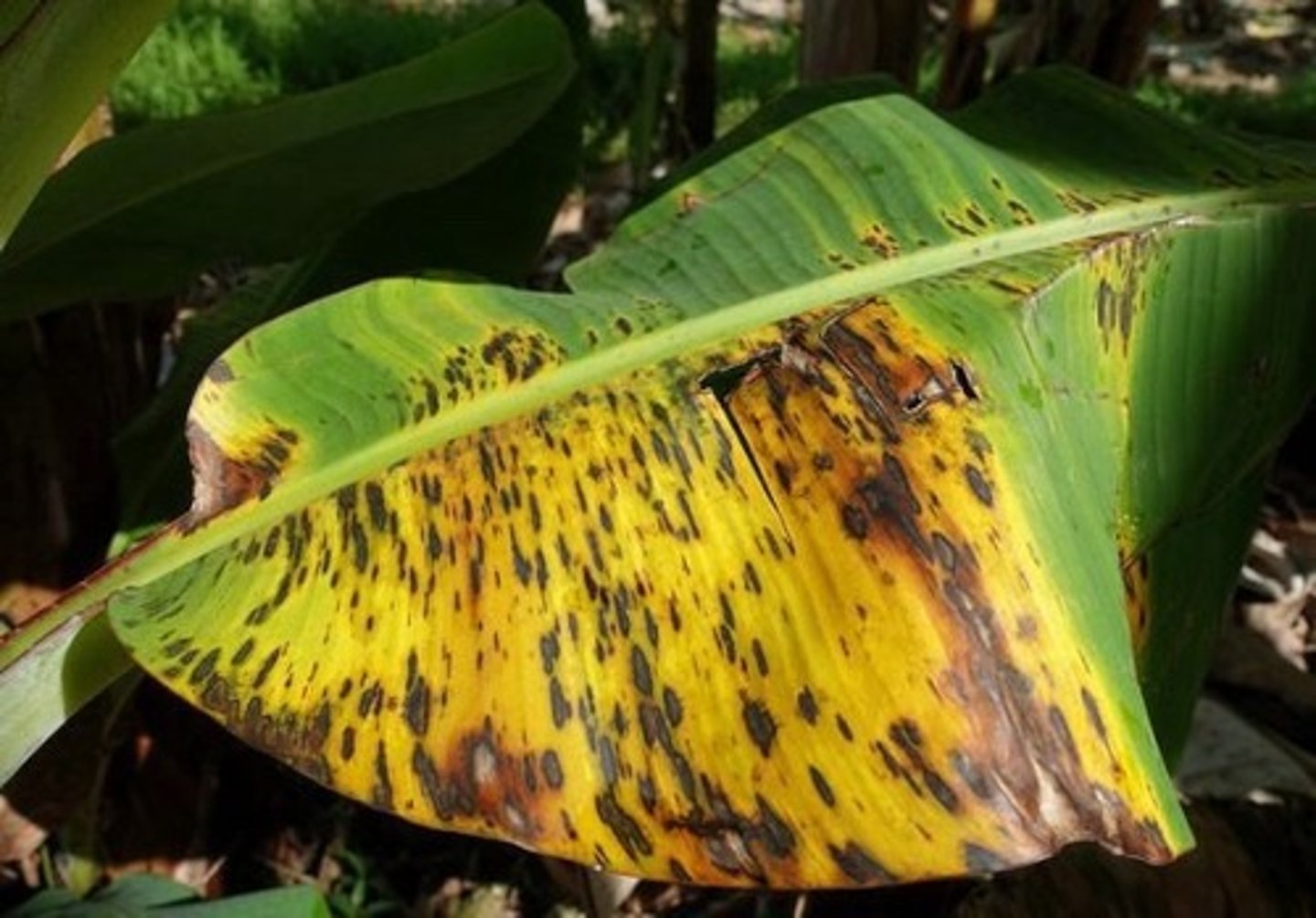 <p>Fungi</p>