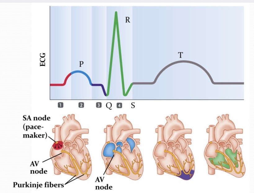 <p>What is happening at 1?</p>