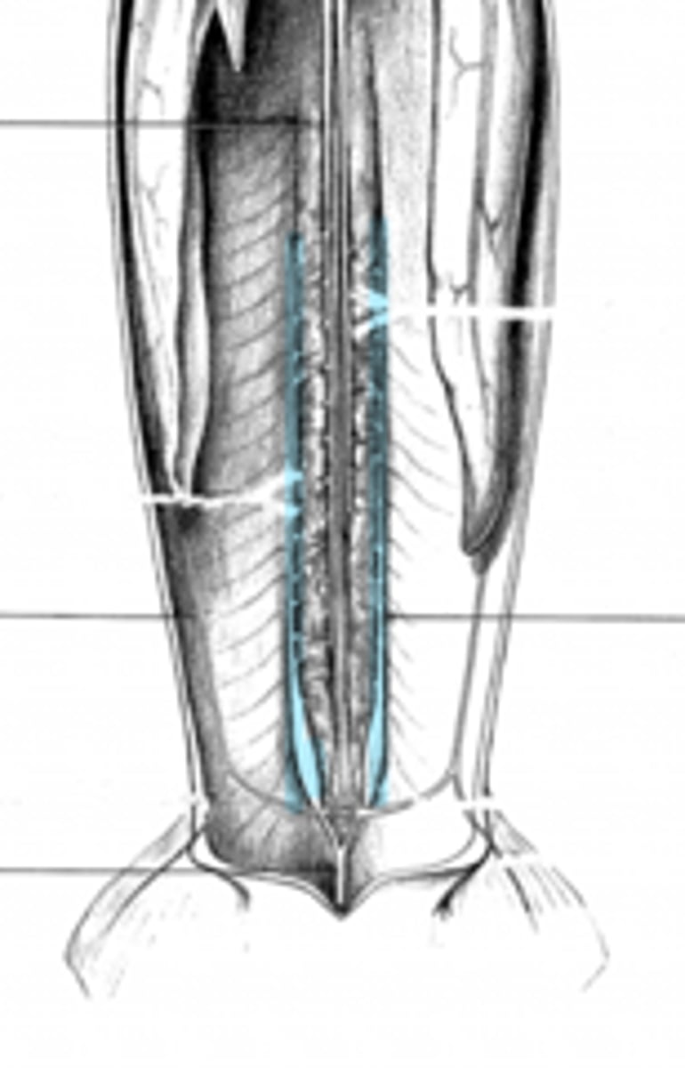 <p>does the blood in the renal portal vein flow anteriorally or posteriorly?</p>