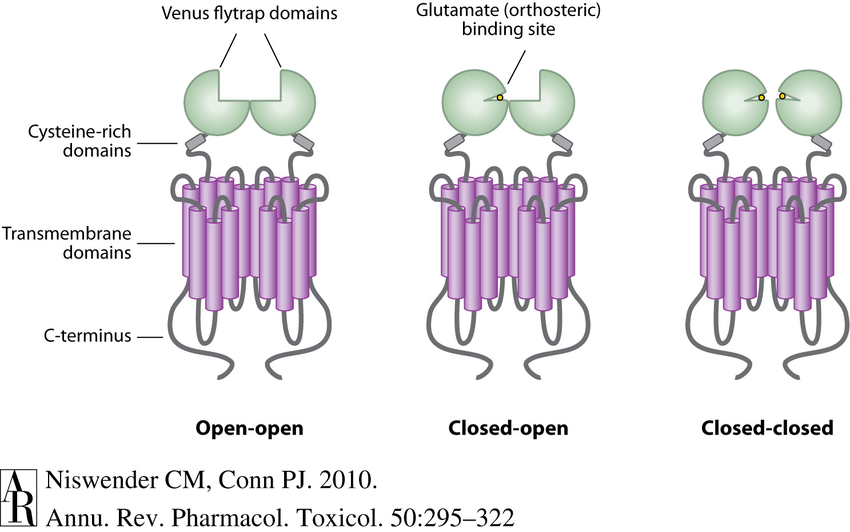 - Venus fly trap domain
- The N-terminus of the Glutamate receptor forms two lobes separated by a cavity (Venus fly trap domain)
- Function as dimers (covalently-linked via Cys in membrane)