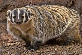 <p>Taxidea taxus</p>