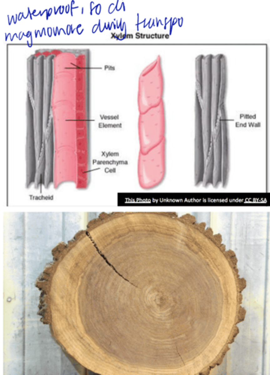 <p>o Phenolic polymers</p><p>o supporting (sclerenchyma) and conducting (xylem) tissues</p><p>o secondary walls wood</p><p>o Hydrophobic</p><p>o compressive strength and bending stiffness</p><p>o Resistant to microbial attack</p>