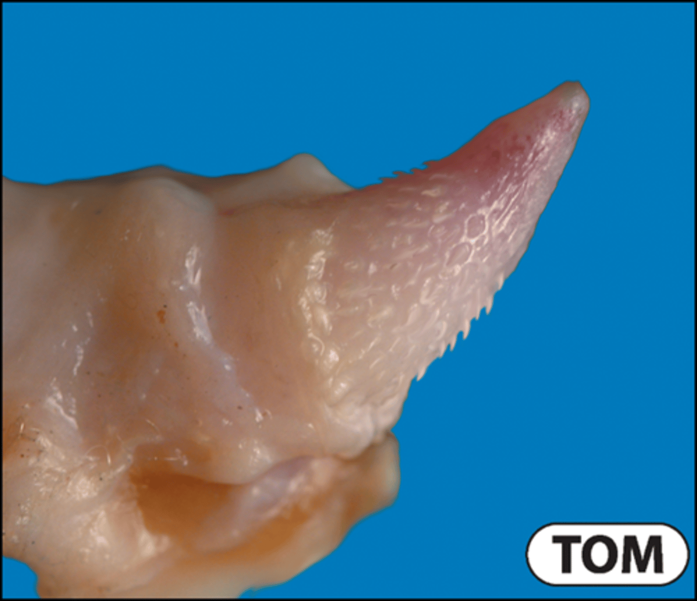 <p>Anatomy of the tom cat glans penis</p>