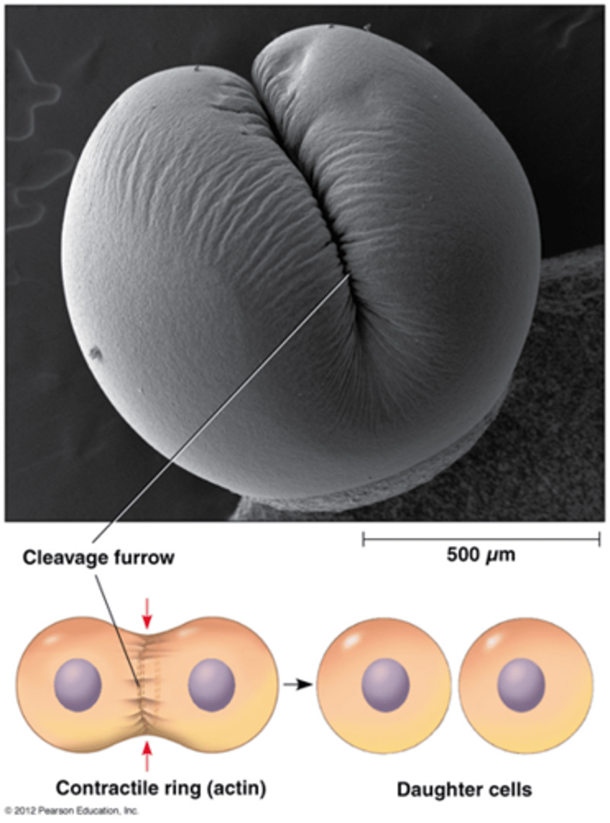 <p>•Insnoering van plasmamembraan in vlak dat door de equator gaat.</p><p>•contractiele actine-microfilamenten</p><p>•Mitose zonder cytokinese leidt tot multinucleaire cellen</p>
