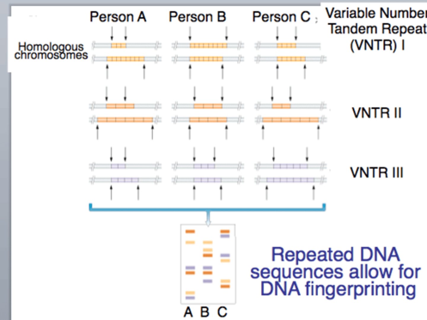 <p>DNA sequence</p><p>Number (length) of repeats</p>