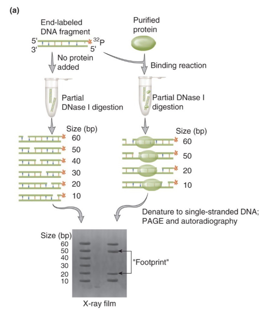 <p>DNase I cleaves DNA randomly, but not where a protein is bound - that bound region is “protected” and leaves a blank space on a gel </p><p>the missing bands in the protein lane indicate the exact nucleotides protected by the protein </p><p>NOTE: DNA is run on Polyacrylamide gel finer resolution = sequencing gels </p>