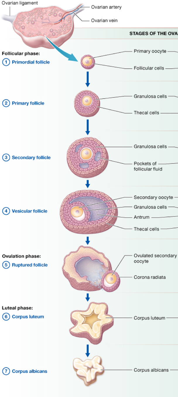<p>the new secondary oocyte is now housed in a secondary follicle and is surrounded by several layers including a clear zona pellucida, 2 layers of granulosa cells and an outer layer called theca folliculi cells</p>