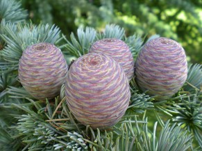 <p>Cedrus atlantica: Atlas Cedar</p>