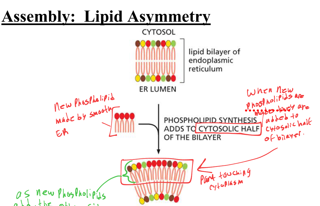 <p>when new phospholipids are made from smooth er, where do they attach in membrane bilayer </p>