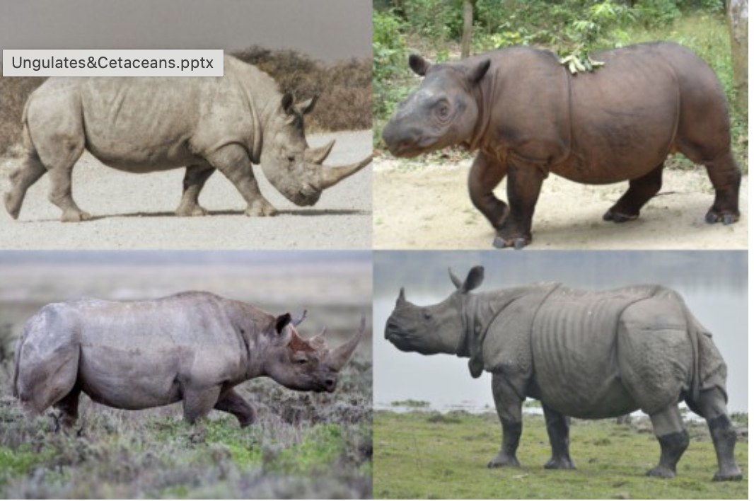 <p>Order? Family? </p>