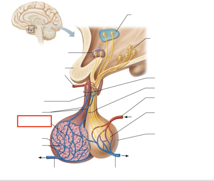 <p>What structure is highlighted?</p>