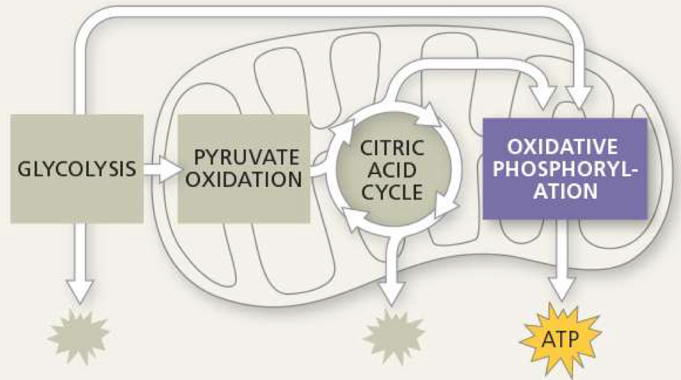 <p>where is the electron transport chain located</p>