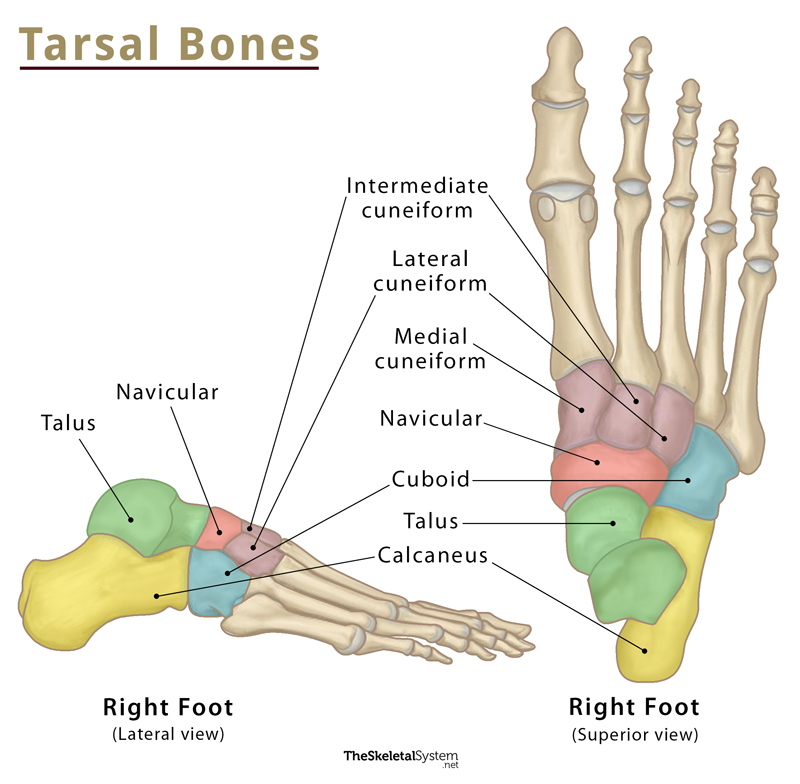 <p>Calcaneus</p><p>Talus</p><p>Navicular</p><p>Cuboid</p><p>Lateral cuneiform</p><p>Medial cuneiform</p><p>Intermediate cuneiform</p>