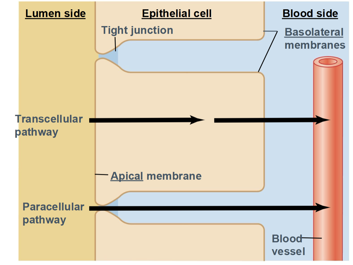 <ul><li><p>the movement of substances across an epithelial cell layer, from one side of the tissue to the other (for example, from the intestinal lumen into the blood)</p></li><li><p>Transcellular pathway</p></li><li><p>Paracellular pathway</p></li></ul><p></p>