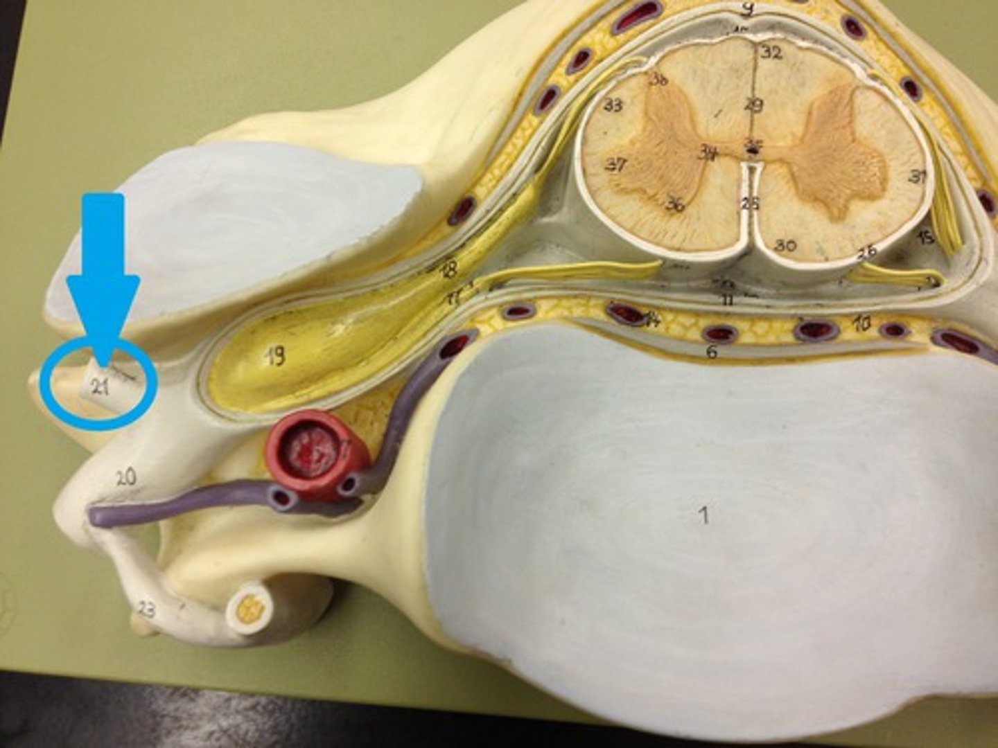 <p>Serve the skin and muscles of the posterior trunk</p>