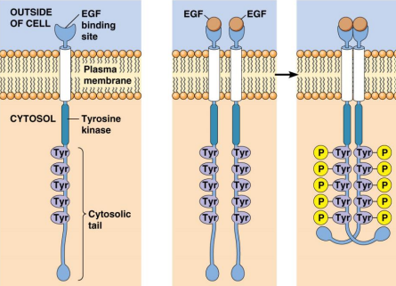 <p>Receptor Tyr Kinase: Structure and Activation:</p><p>Structure:</p><ul><li><p>Is a ___ ___ ___ with a ___ segment</p></li><li><p>Have distinct ___</p><ul><li><p>The ___ portion has the ligand-binding ___</p></li><li><p>The ___ portion has the ___ (AA) ___ </p></li></ul></li></ul><p>Activation:</p><ul><li><p>___ of ___ (#) tyr kinase(s) join when a ligand binds</p></li><li><p>They undergo ___ from each other</p></li></ul><p></p>