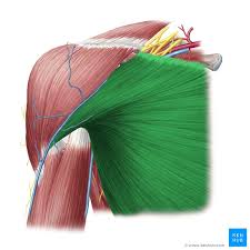 <p>Function: Adduction of shoulder, Horizontal adduction of shoulder, Internal rotation of shoulder, Flexion of shoulder</p><p>Exercise: Push ups</p><p>Stretch: Doorway stretch</p>